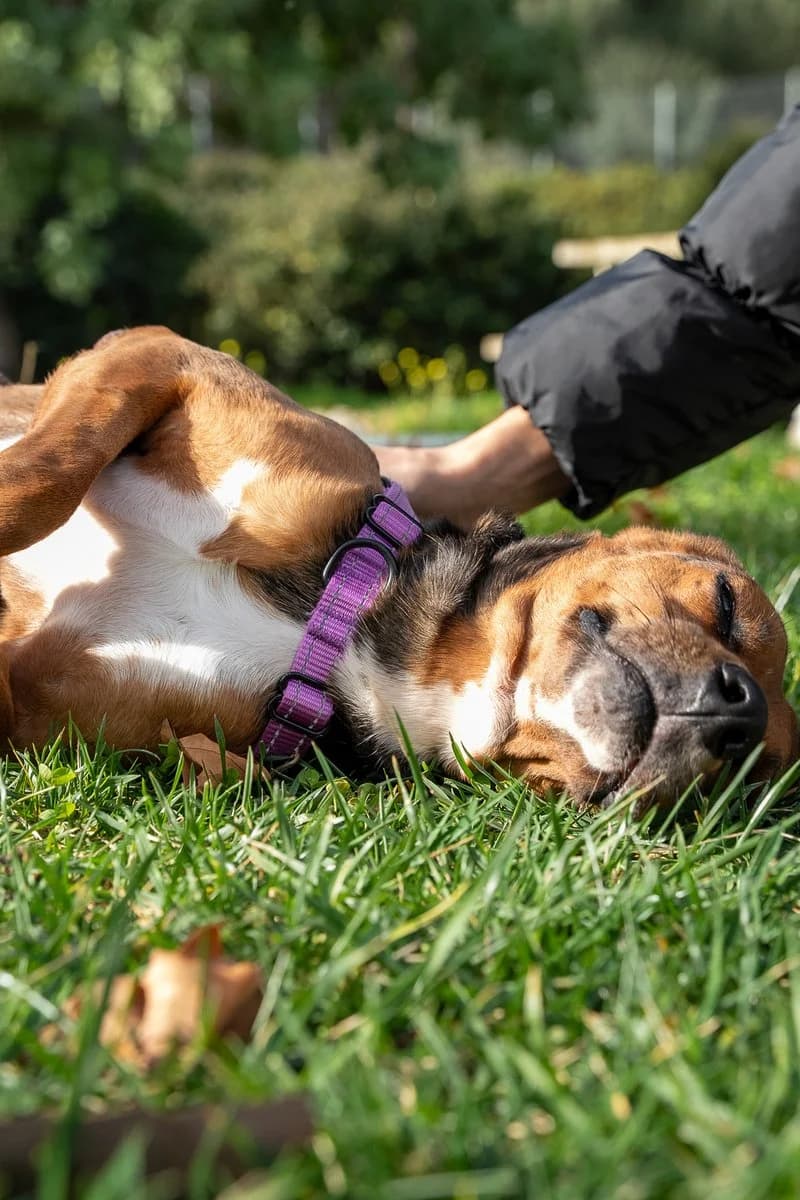 Koula (reserved), female mixed breed for adoption at Save a Greek Stray, Metsovo — photo 3 of 9