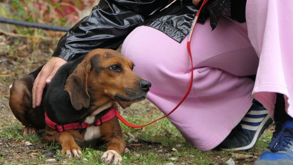 Koula (reserved), female mixed breed for adoption at Save a Greek Stray, Metsovo — photo 4 of 9