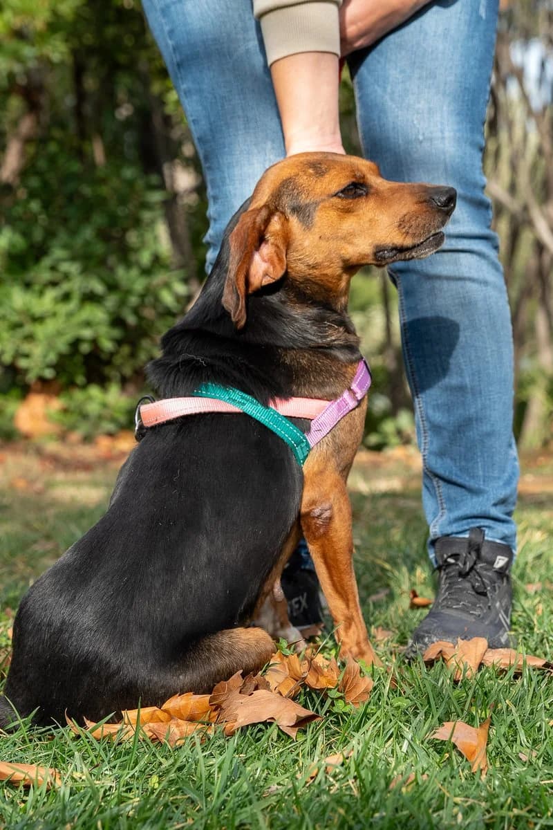 Koula (reserved), female mixed breed for adoption at Save a Greek Stray, Metsovo — photo 5 of 9