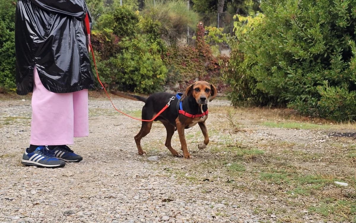 Koula (reserved), female mixed breed for adoption at Save a Greek Stray, Metsovo — photo 6 of 9