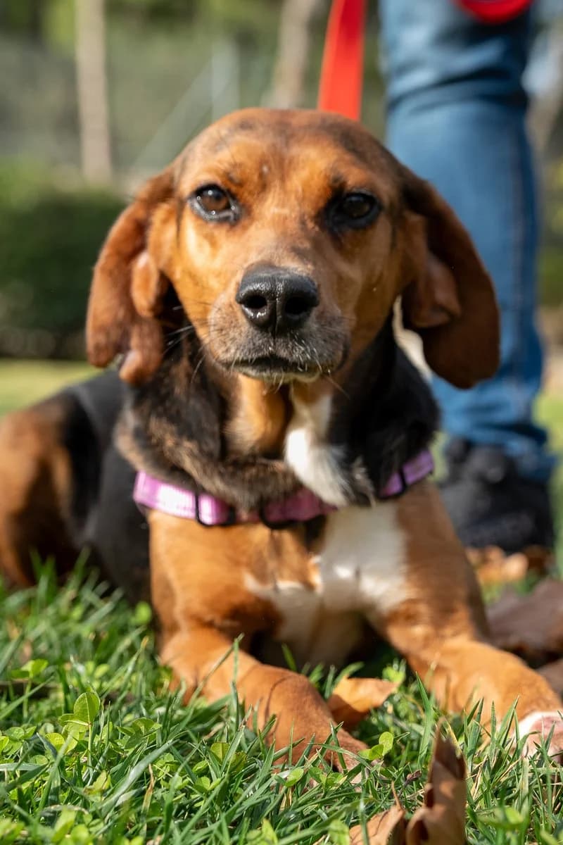 Koula (reserved), female mixed breed for adoption at Save a Greek Stray, Metsovo — photo 7 of 9