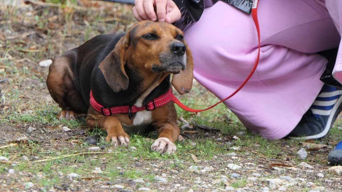 Koula (reserved), female mixed breed for adoption at Save a Greek Stray, Metsovo — photo 8 of 9