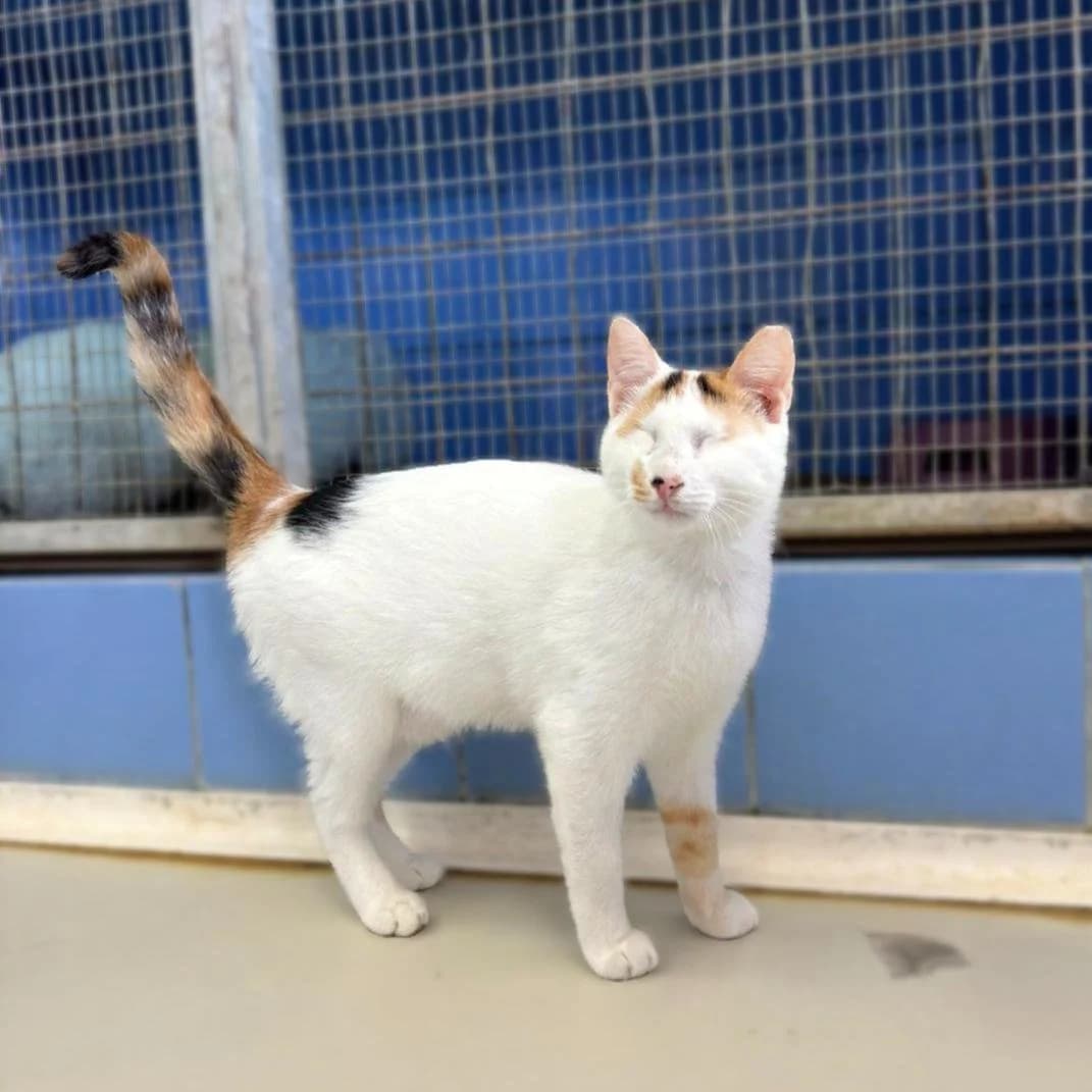 Sue, female Mixed Breed for adoption at Save a Greek Stray, Metsovo