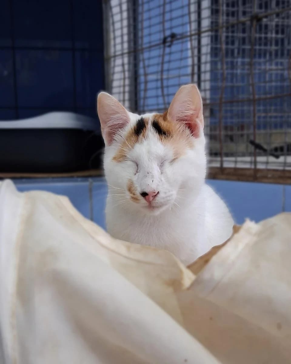 Sue, female Mixed Breed for adoption at Save a Greek Stray, Metsovo — photo 2 of 14