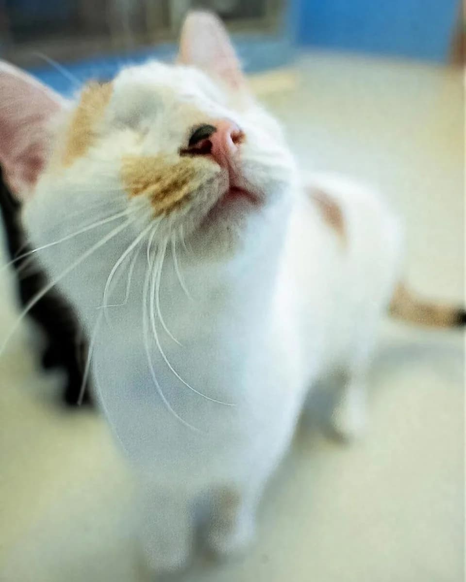 Sue, female Mixed Breed for adoption at Save a Greek Stray, Metsovo — photo 3 of 14