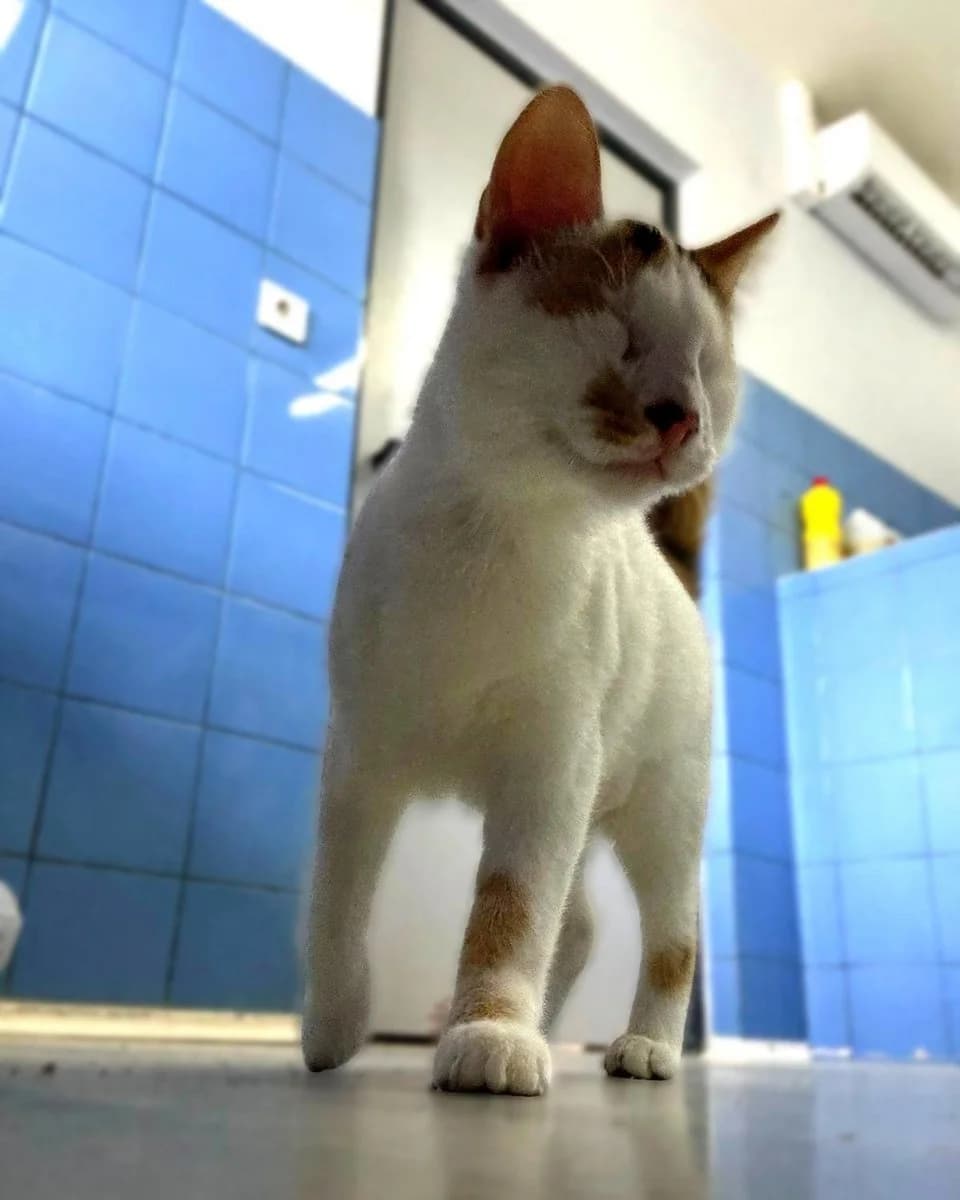 Sue, female Mixed Breed for adoption at Save a Greek Stray, Metsovo — photo 4 of 14