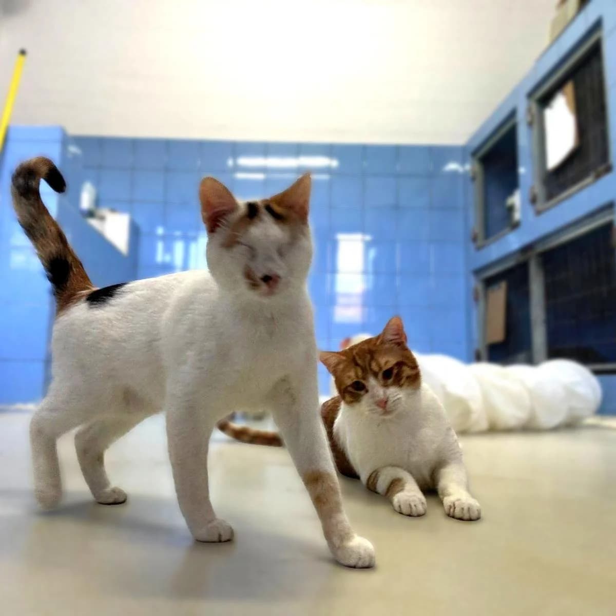 Sue, female Mixed Breed for adoption at Save a Greek Stray, Metsovo — photo 5 of 14