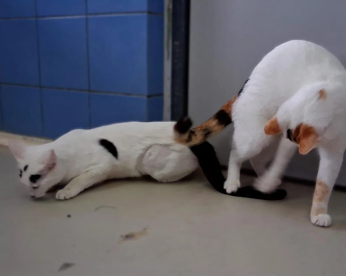 Sue, female Mixed Breed for adoption at Save a Greek Stray, Metsovo — photo 6 of 14