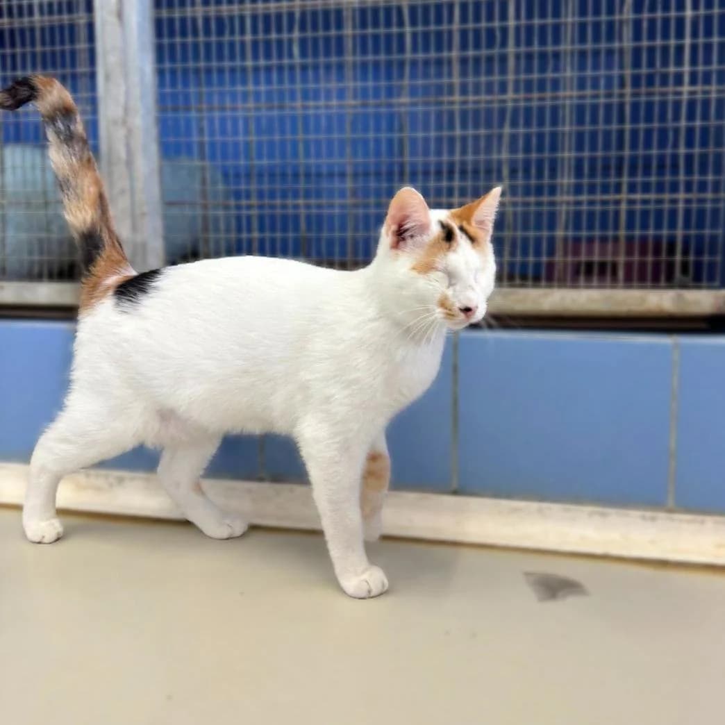 Sue, female Mixed Breed for adoption at Save a Greek Stray, Metsovo — photo 7 of 14