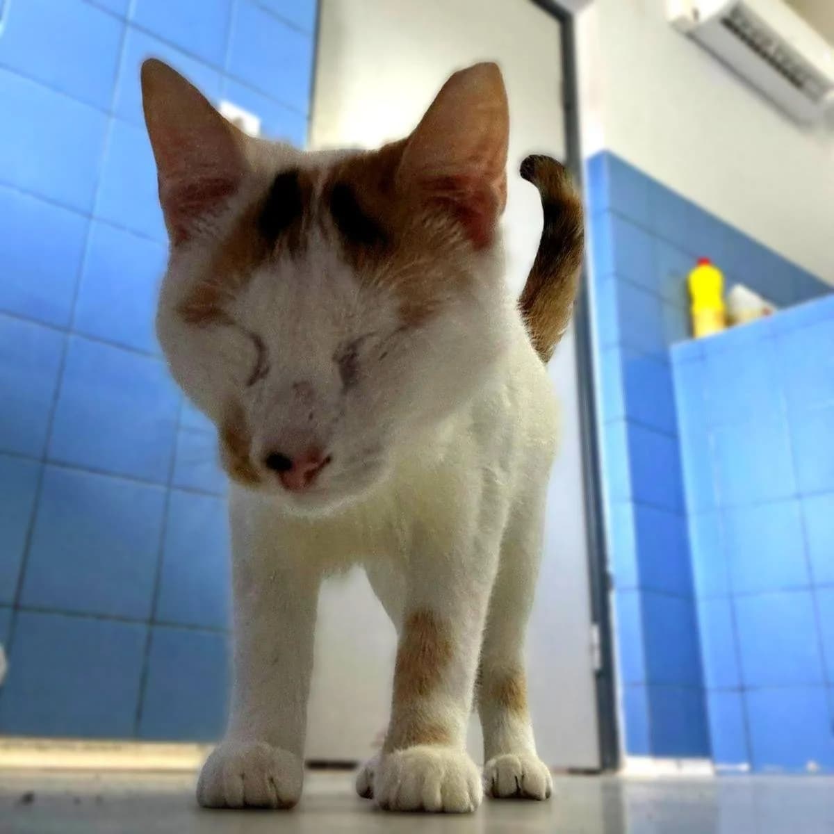 Sue, female Mixed Breed for adoption at Save a Greek Stray, Metsovo — photo 8 of 14