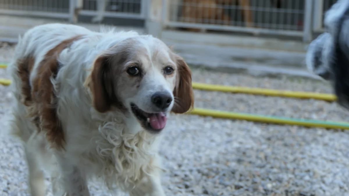 Achilles, male senior Brittany Spaniel for adoption at Save a Greek Stray, Metsovo