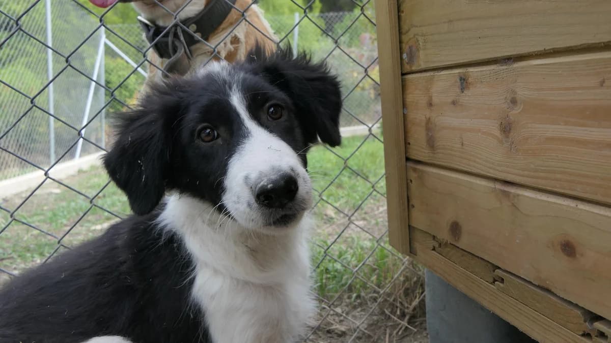 Neva, female puppy Mixed Breed for adoption at Save a Greek Stray, Metsovo