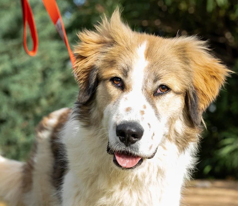 Thetis, female young Mixed Breed for adoption at Save a Greek Stray, Metsovo