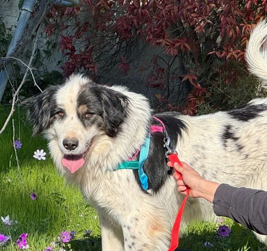 Mpampis, male young Mixed Breed for adoption at Save a Greek Stray, Metsovo