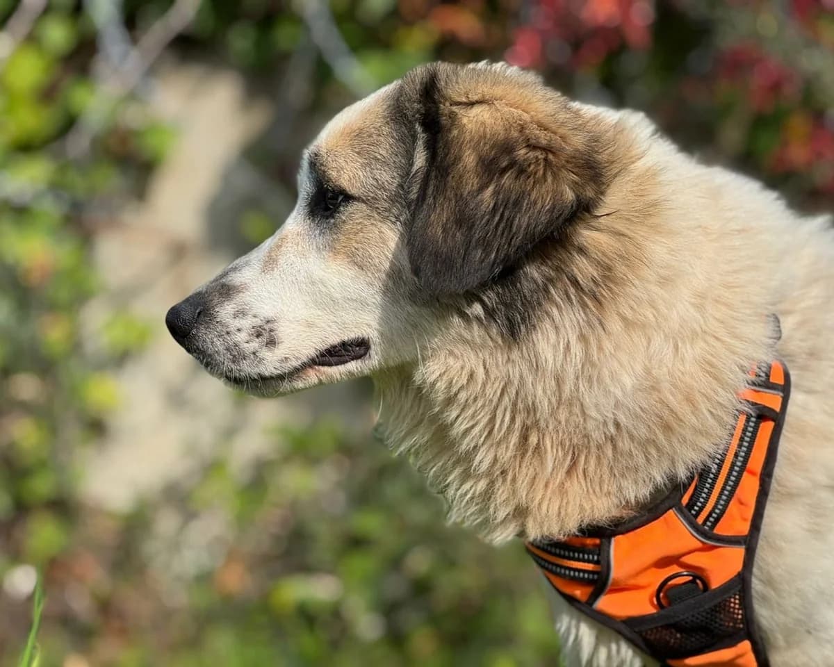 Fofo, female Mixed Breed for adoption at Save a Greek Stray, Metsovo