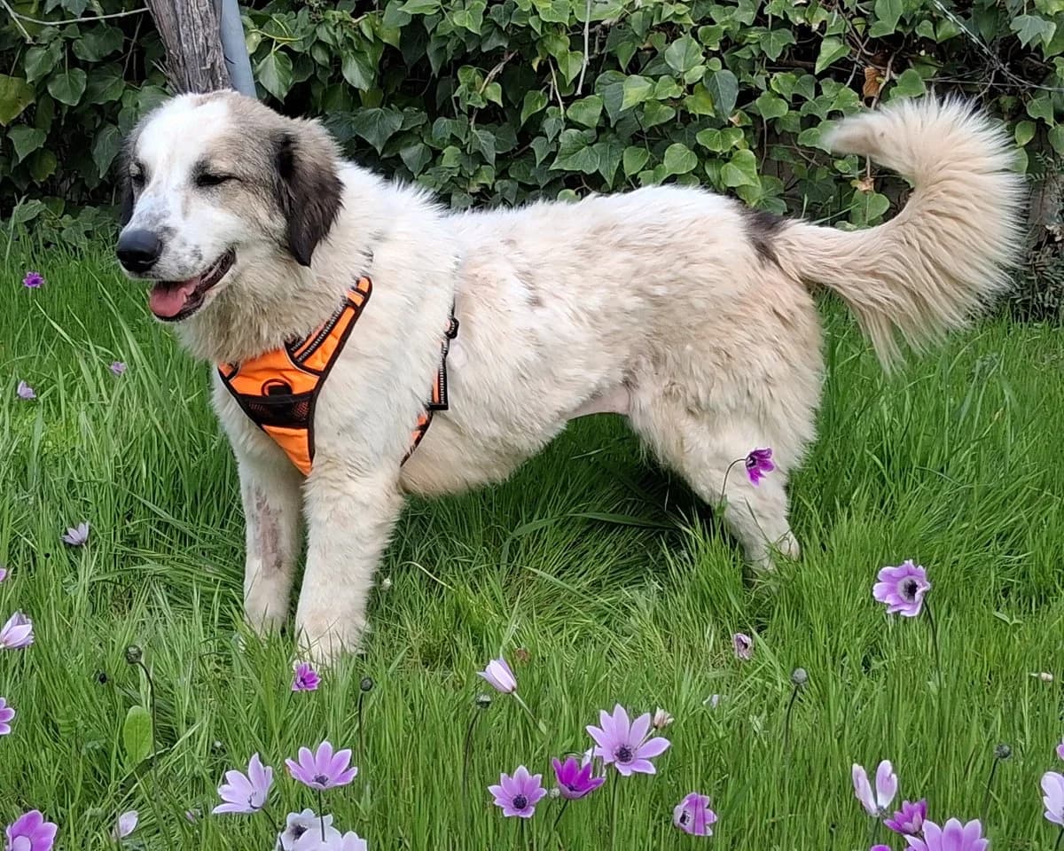 Fofo, female Mixed Breed for adoption at Save a Greek Stray, Metsovo — photo 2 of 17