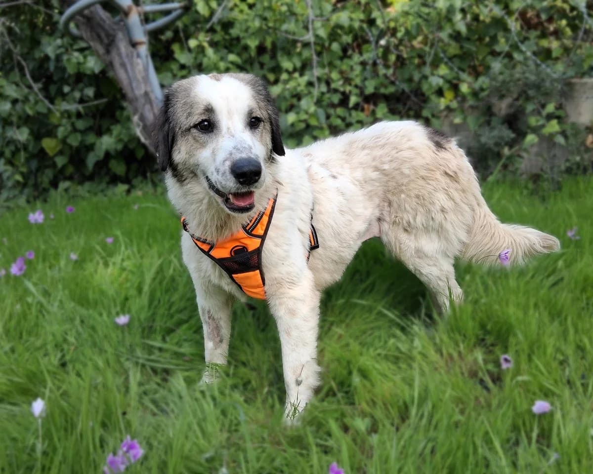 Fofo, female Mixed Breed for adoption at Save a Greek Stray, Metsovo — photo 3 of 17