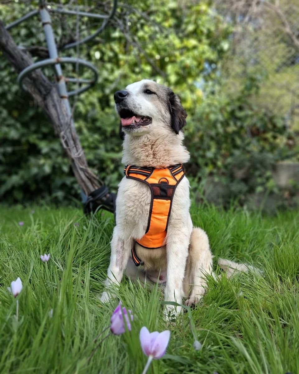 Fofo, female Mixed Breed for adoption at Save a Greek Stray, Metsovo — photo 4 of 17