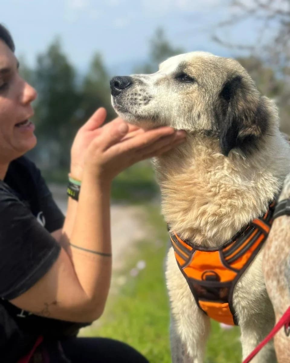 Fofo, female Mixed Breed for adoption at Save a Greek Stray, Metsovo — photo 6 of 17