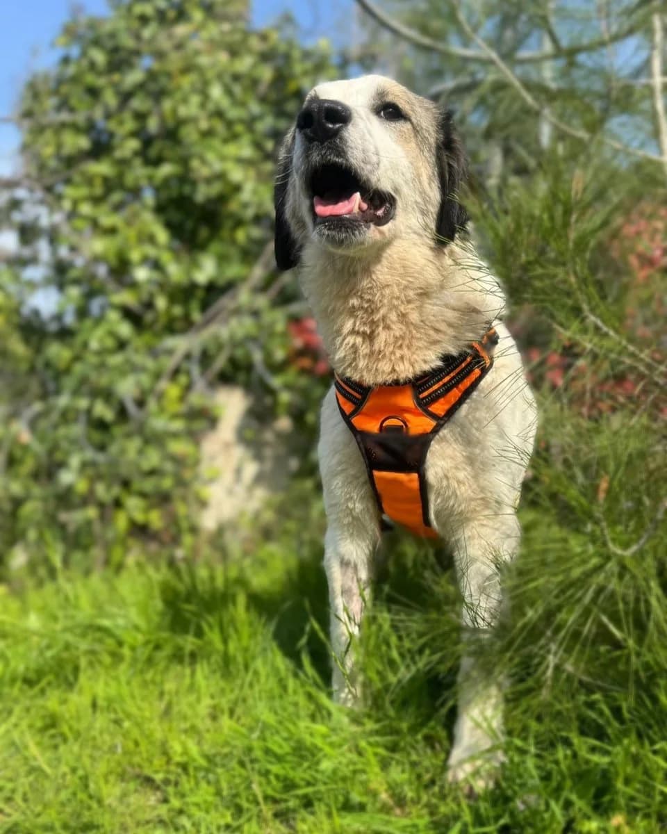 Fofo, female Mixed Breed for adoption at Save a Greek Stray, Metsovo — photo 7 of 17