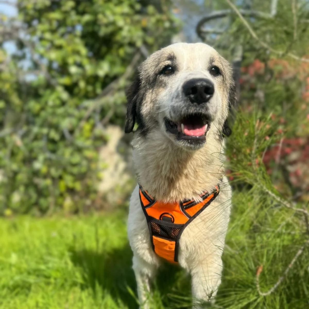 Fofo, female Mixed Breed for adoption at Save a Greek Stray, Metsovo — photo 8 of 17