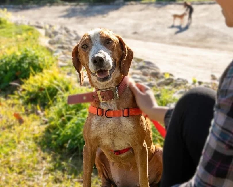 Smaro, female 4yo Mixed Breed for adoption at Save a Greek Stray, Metsovo