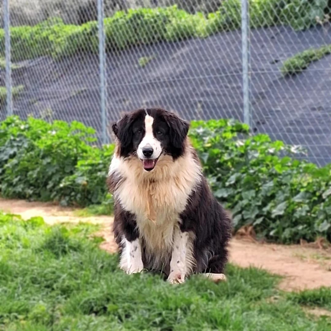 Tio, male senior Mixed Breed for adoption at Save a Greek Stray, Metsovo