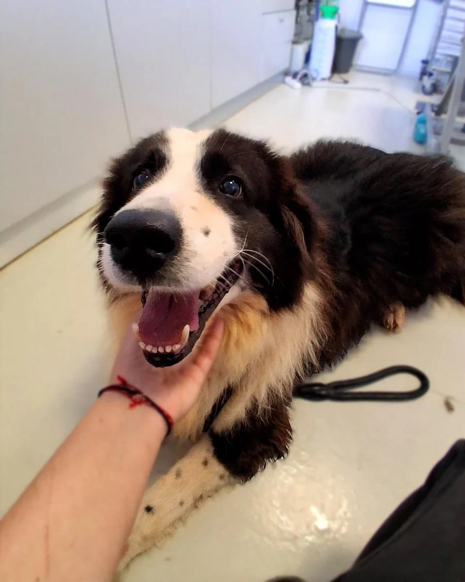 Tio, male Mixed Breed for adoption at Save a Greek Stray, Metsovo — photo 3 of 12