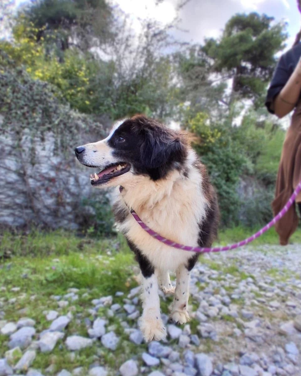 Tio, male Mixed Breed for adoption at Save a Greek Stray, Metsovo — photo 4 of 12