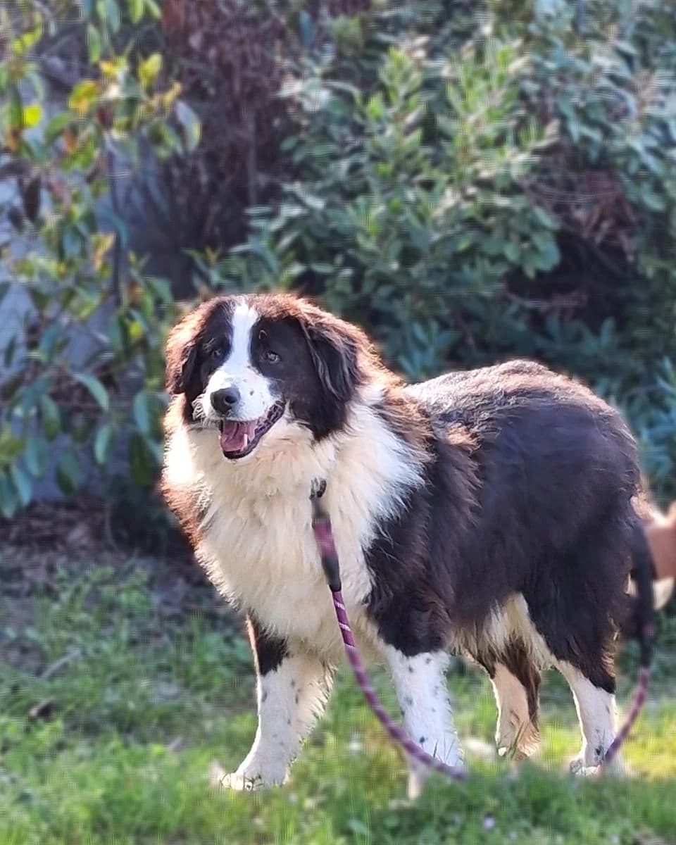 Tio, male Mixed Breed for adoption at Save a Greek Stray, Metsovo — photo 5 of 12