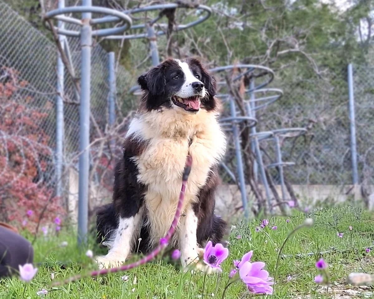 Tio, male Mixed Breed for adoption at Save a Greek Stray, Metsovo — photo 6 of 12