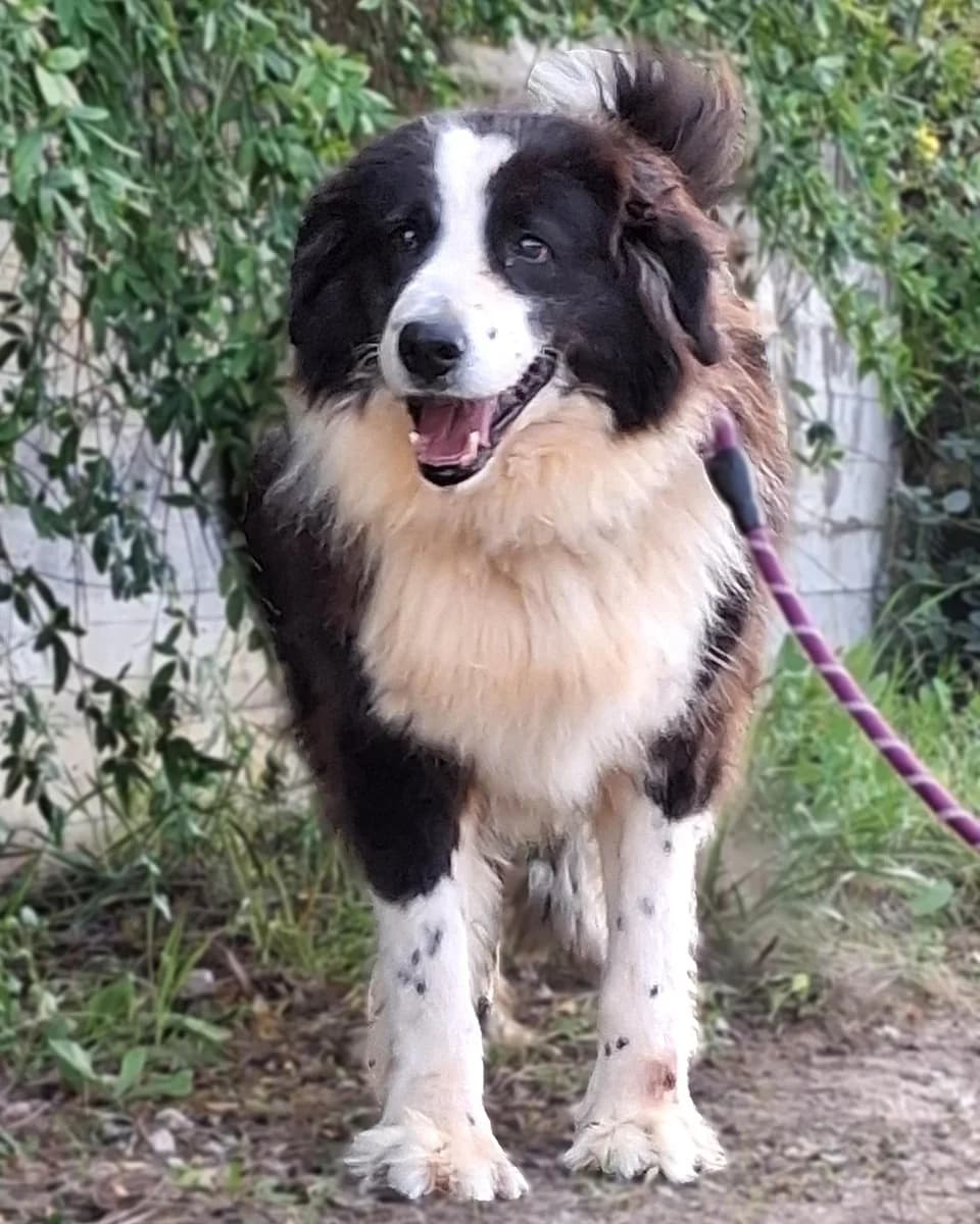 Tio, male Mixed Breed for adoption at Save a Greek Stray, Metsovo — photo 7 of 12