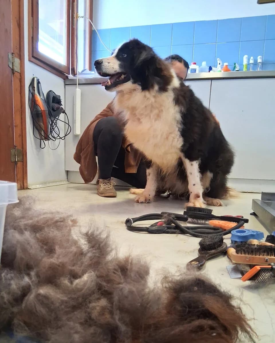 Tio, male Mixed Breed for adoption at Save a Greek Stray, Metsovo — photo 8 of 12