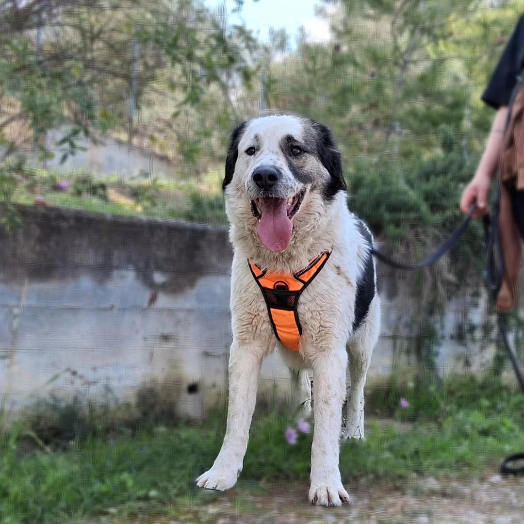 Telis, male young Mixed Breed for adoption at Save a Greek Stray, Metsovo