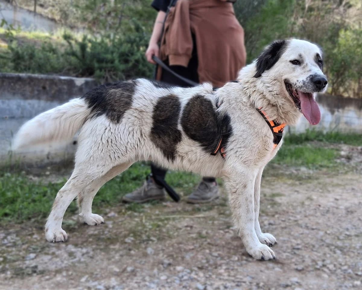 Telis, male Mixed Breed for adoption at Save a Greek Stray, Metsovo — photo 2 of 12