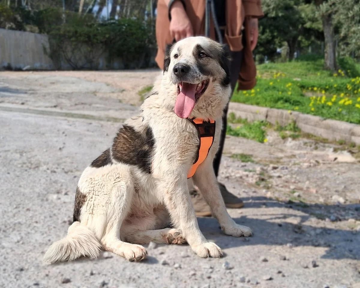 Telis, male Mixed Breed for adoption at Save a Greek Stray, Metsovo — photo 3 of 12