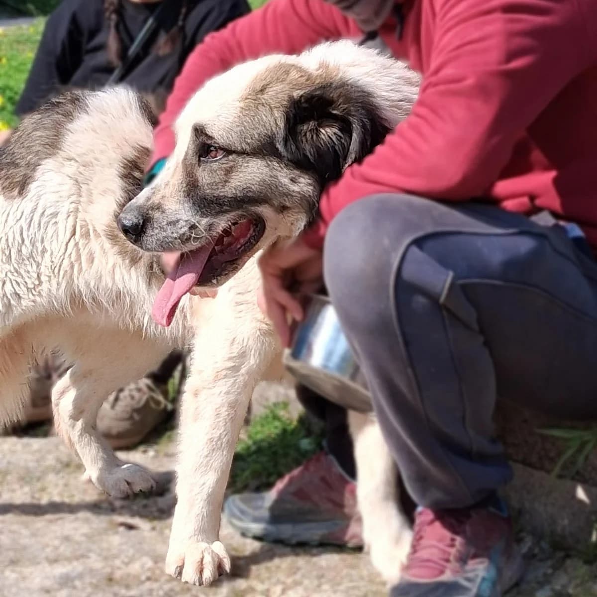 Telis, male Mixed Breed for adoption at Save a Greek Stray, Metsovo — photo 4 of 12