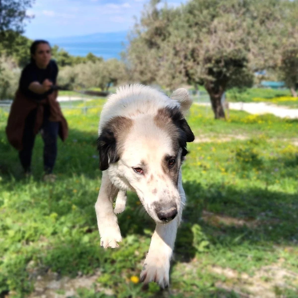 Telis, male Mixed Breed for adoption at Save a Greek Stray, Metsovo — photo 5 of 12