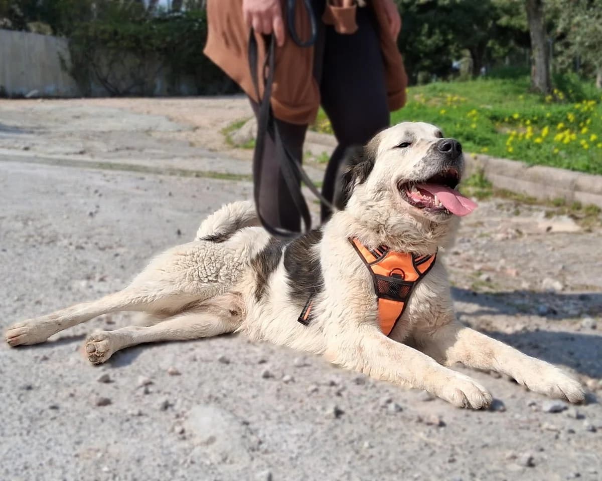 Telis, male Mixed Breed for adoption at Save a Greek Stray, Metsovo — photo 6 of 12