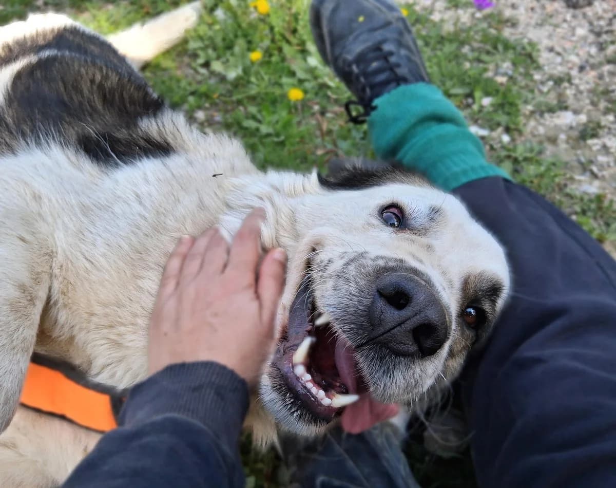 Telis, male Mixed Breed for adoption at Save a Greek Stray, Metsovo — photo 7 of 12