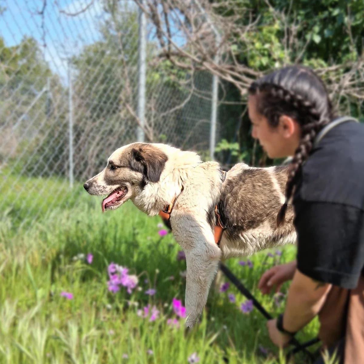 Telis, male Mixed Breed for adoption at Save a Greek Stray, Metsovo — photo 8 of 12