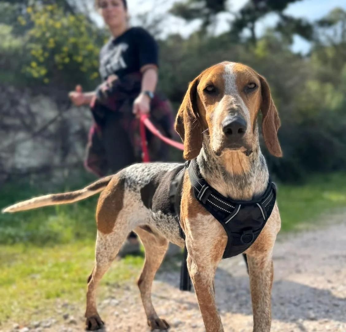 Fontas, male 5yo Mixed Breed for adoption at Save a Greek Stray, Metsovo