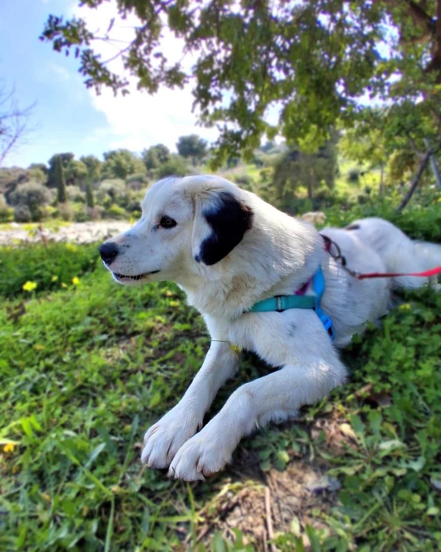 Lefteris, male 3yo Mixed Breed for adoption at Save a Greek Stray, Metsovo