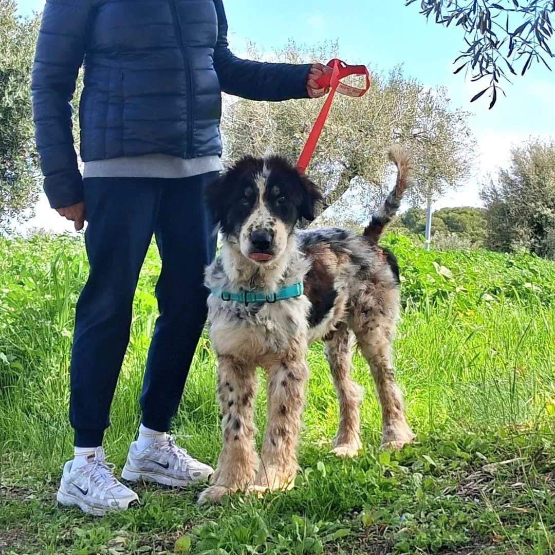 Petros, male young Mixed Breed for adoption at Save a Greek Stray, Metsovo