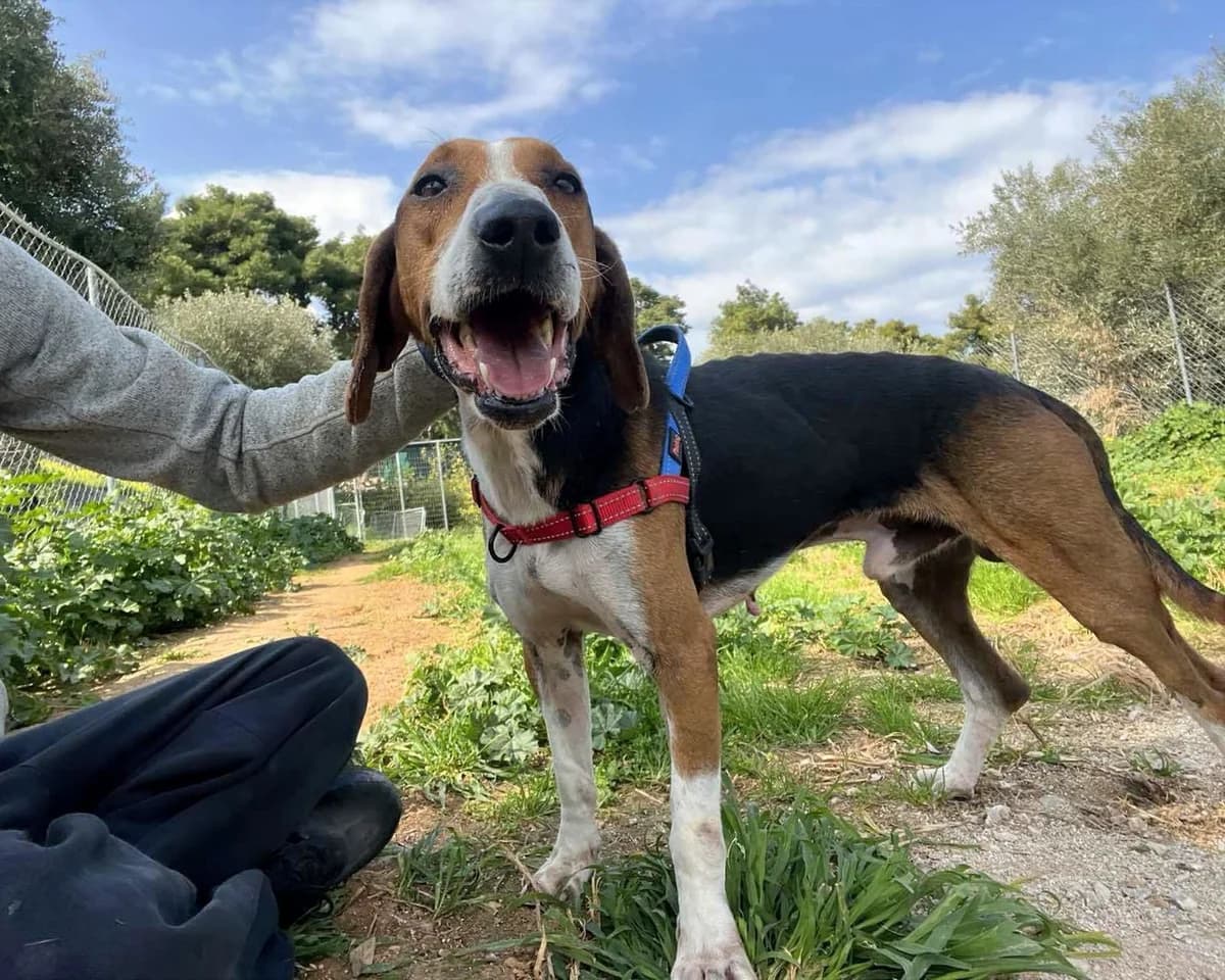 Aristos, male Mixed Breed for adoption at Save a Greek Stray, Metsovo