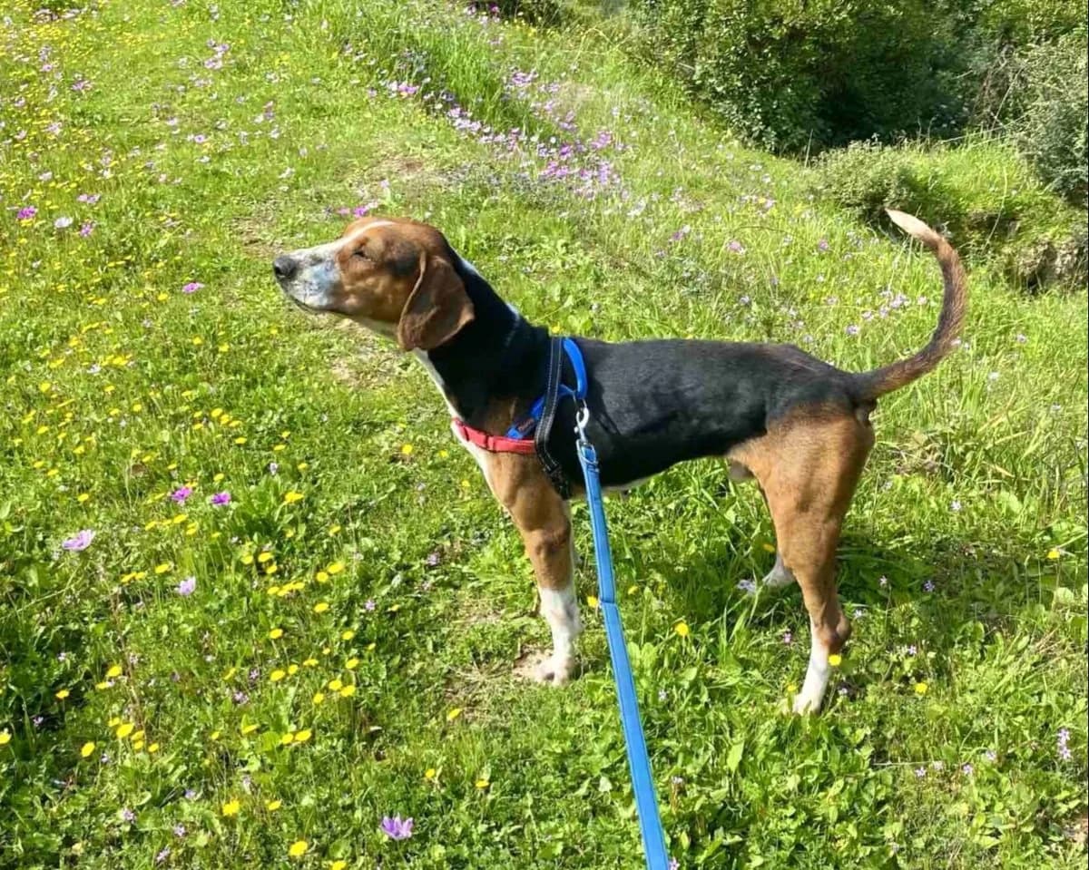 Aristos, male Mixed Breed for adoption at Save a Greek Stray, Metsovo — photo 4 of 13
