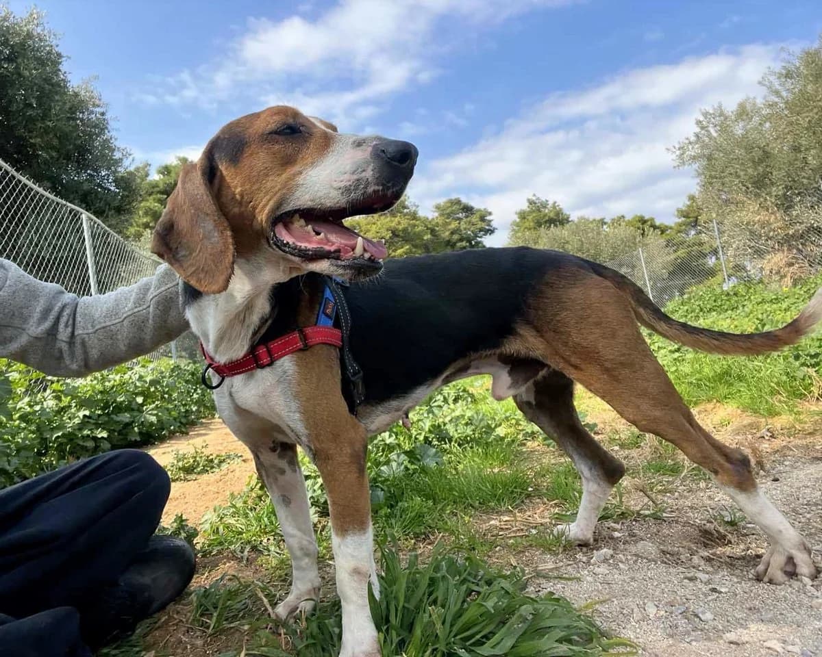Aristos, male Mixed Breed for adoption at Save a Greek Stray, Metsovo — photo 5 of 13