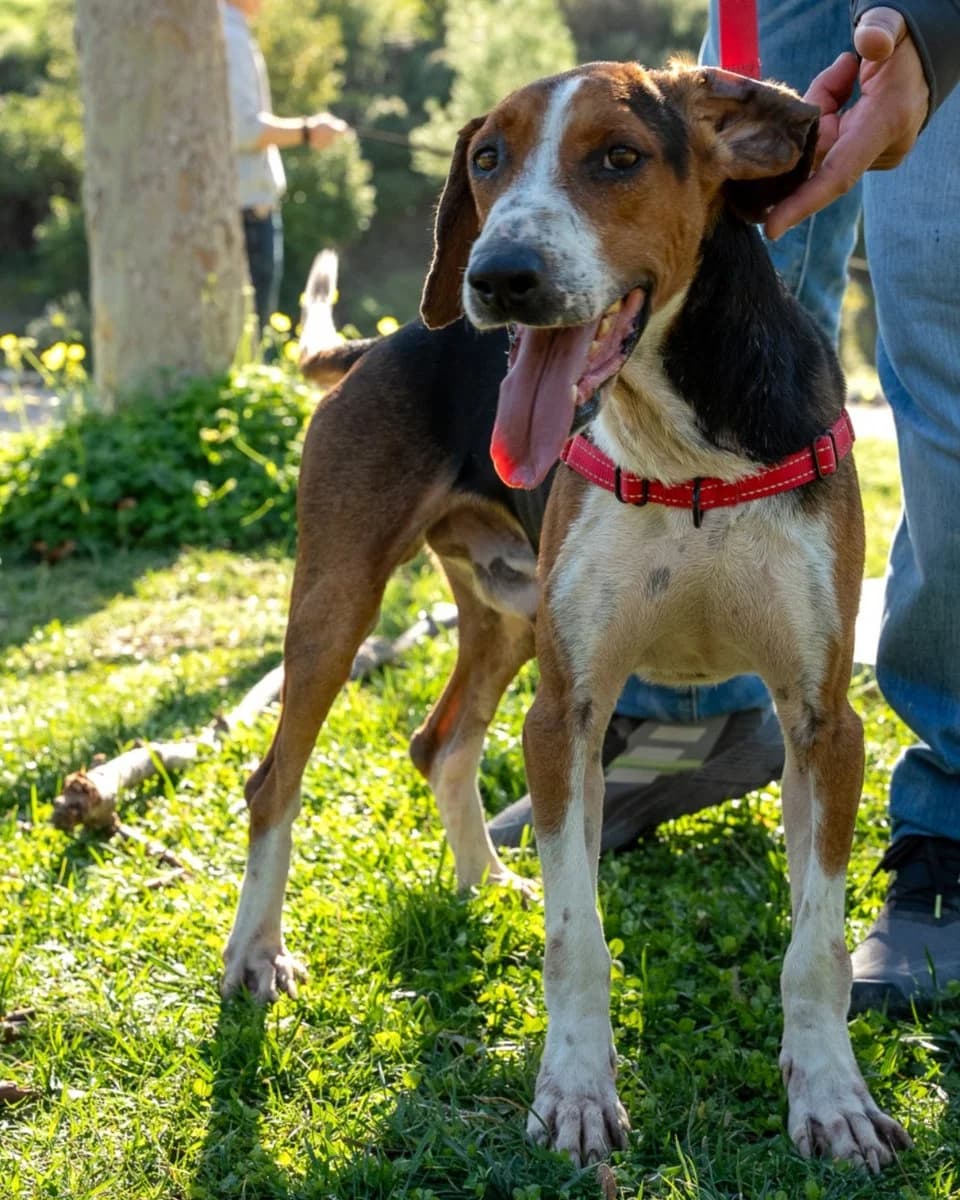 Aristos, male Mixed Breed for adoption at Save a Greek Stray, Metsovo — photo 6 of 13