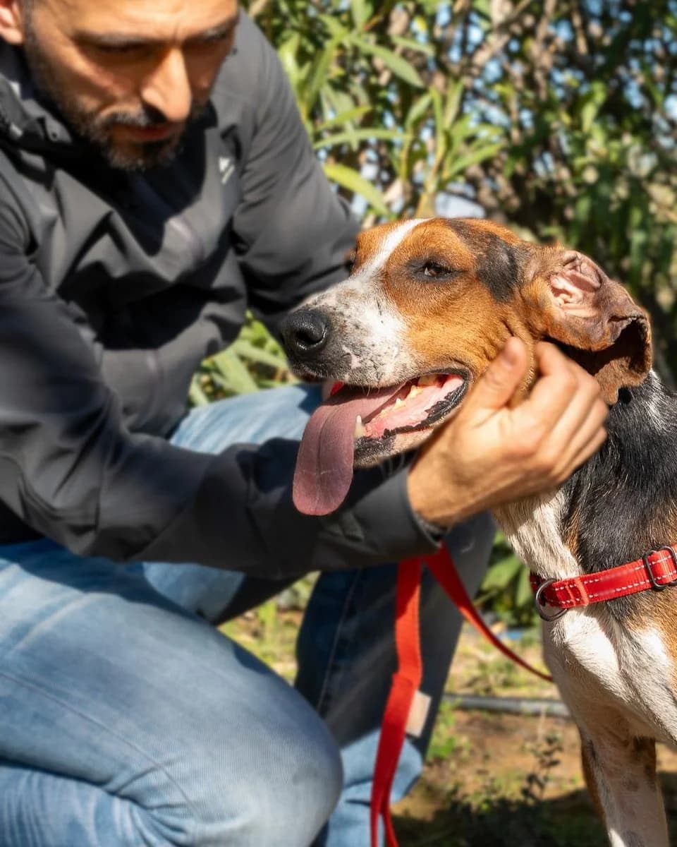 Aristos, male Mixed Breed for adoption at Save a Greek Stray, Metsovo — photo 7 of 13