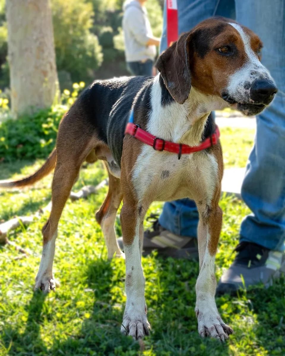 Aristos, male Mixed Breed for adoption at Save a Greek Stray, Metsovo — photo 8 of 13